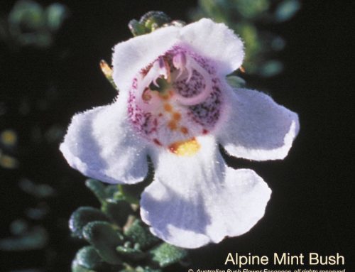 Alpine Mint Bush