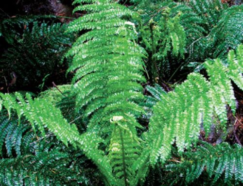 41 Prince of Wales Feathers Fern